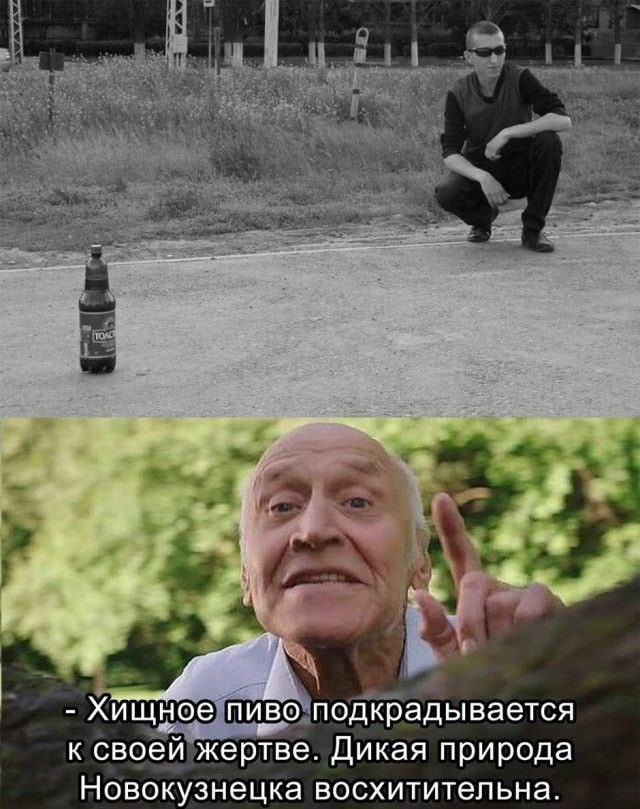 я Хищное пиво подкрадывается к своей жертве. Дикая природа Новокузнецка восхитительна.