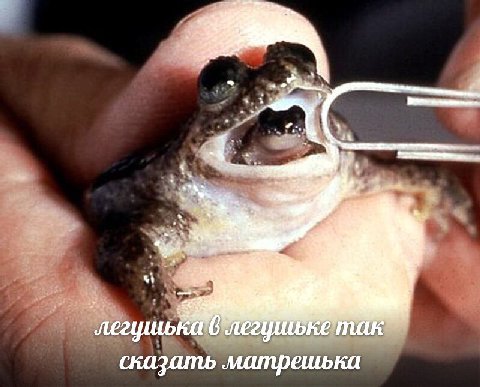 легушька в легушьке так сказатб матрешька