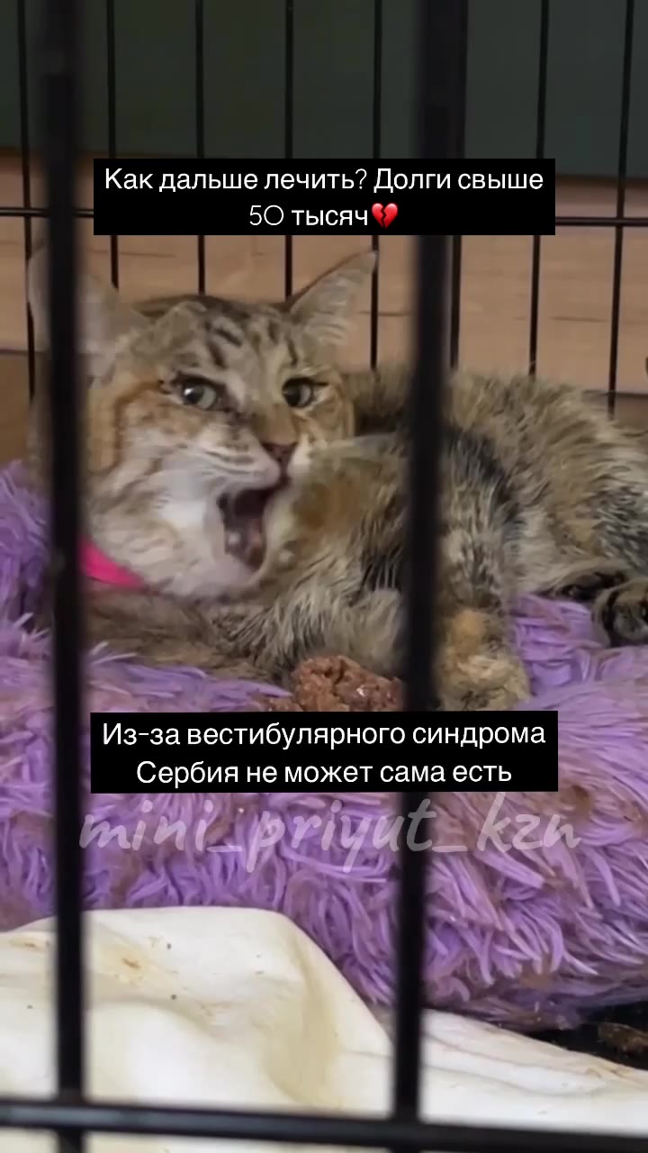 Друзья!
Вы все знаете Сербию, уже несколько месяцев у нее проблемы..
Нужно найти для нее 12.500₽ на КТ и около 10.000₽ на отоскопию🥺

Это при том, что у приюта долг в другой клинике за операции более