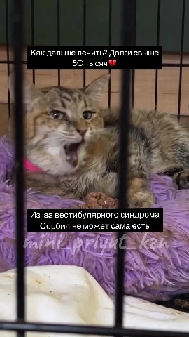 Друзья!
Вы все знаете Сербию, уже несколько месяцев у нее проблемы..
Нужно найти для нее 12.500₽ на КТ и около 10.000₽ на отоскопию🥺

Это при том, что у приюта долг в другой клинике за операции более