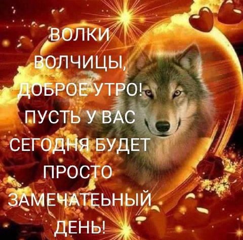 „волки волчицы Б POE*YTPO! BAC СЕГОДНЯ БУДЕТ ПРОСТО ЗАМЕЧАТЕБНЫЙ ДЕНЫ