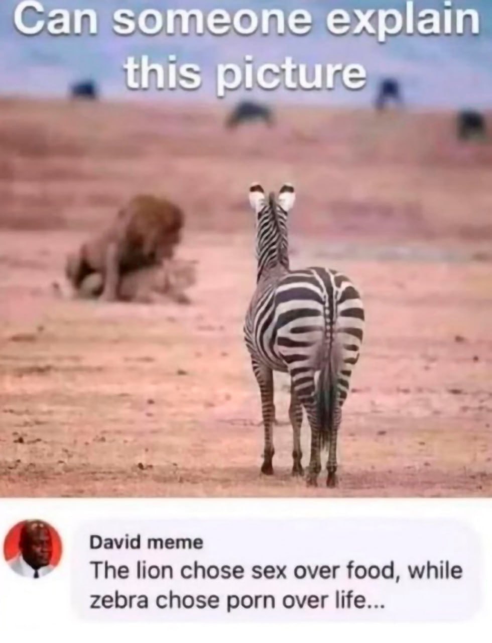 Can someone explain this picture David meme The lion chose sex over food, while zebra chose porn over life...