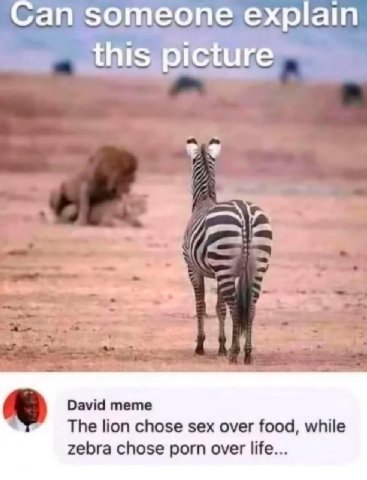 Can someone explain this picture David meme The lion chose sex over food, while zebra chose porn over life...