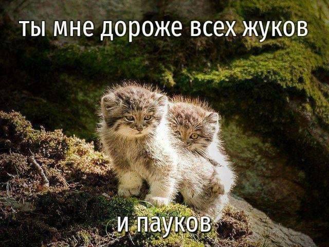 ты мне дороже всех жуков В и пауко