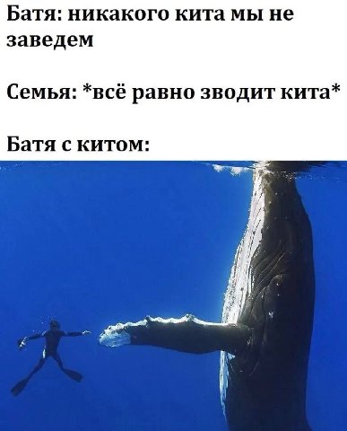 Батя: никакого кита мы не заведем Семья: *всё равно зводит кита* Батя с китом: