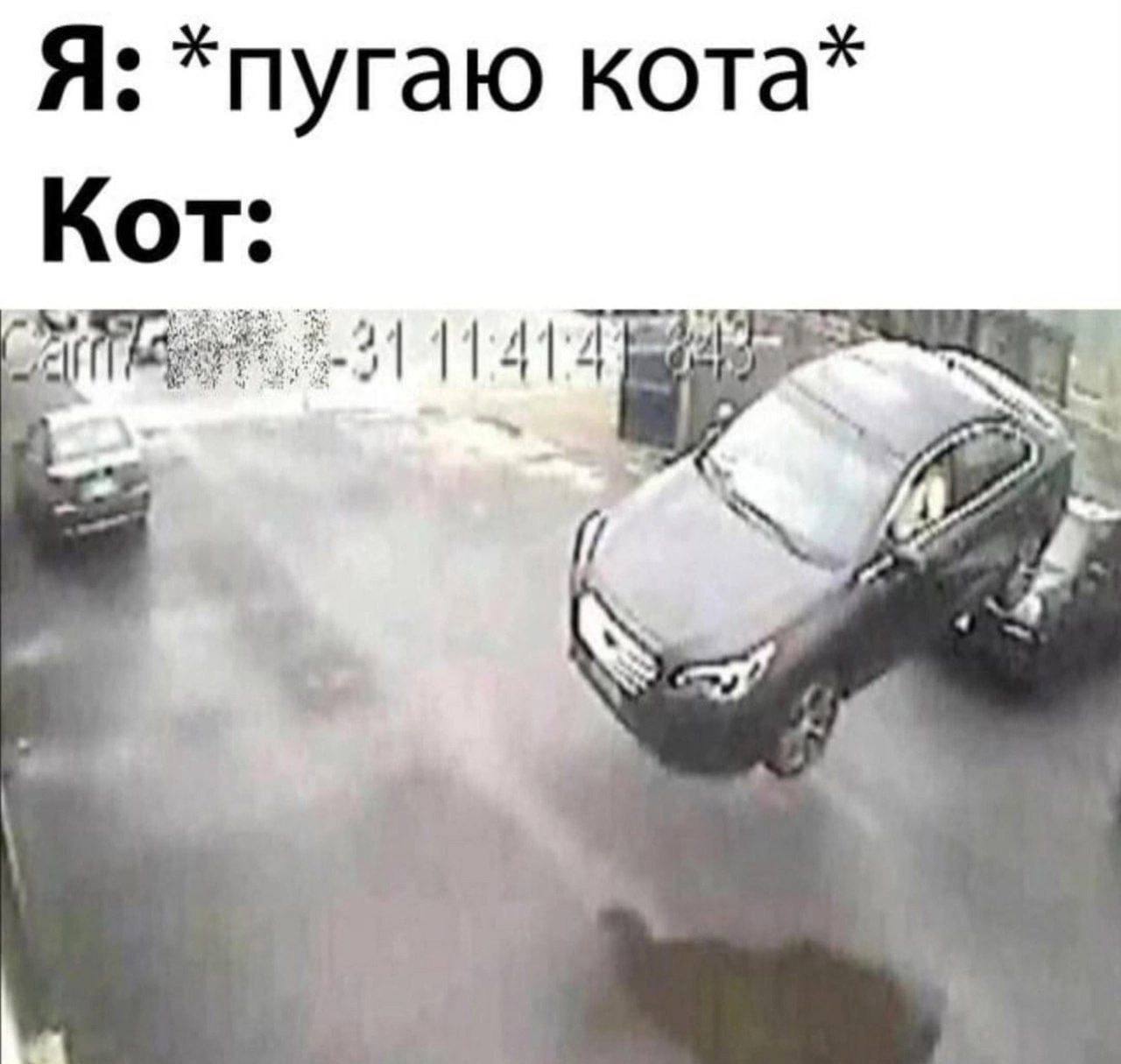 Я: *пугаю кота* Кот: