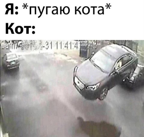 Я: *пугаю кота* Кот: