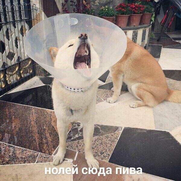 i a a и 7 нолей сюда пива