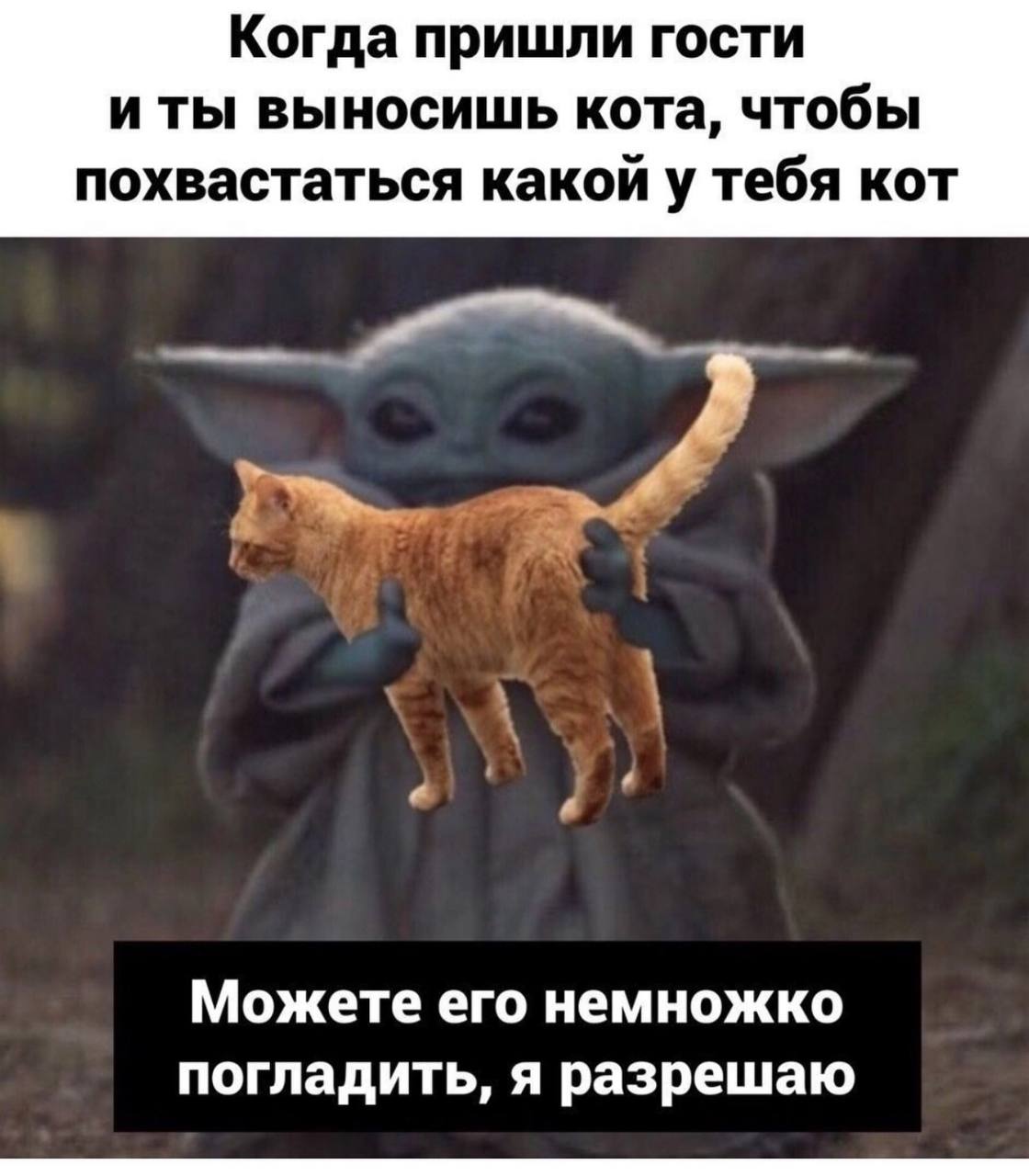 Когда пришли гости иты выносишь кота, чтобы похвастаться какой у тебя кот Можете его немножко погладить, я разрешаю