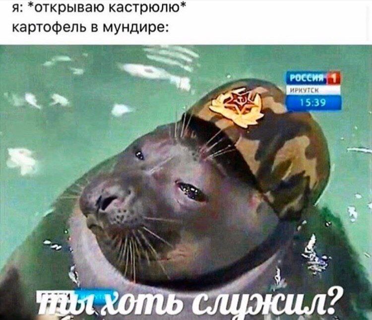 я: *открываю кастрюлю* картофель в мундире: хоть служил