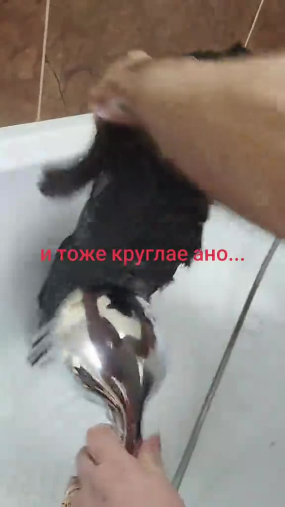 Итоже круглае f