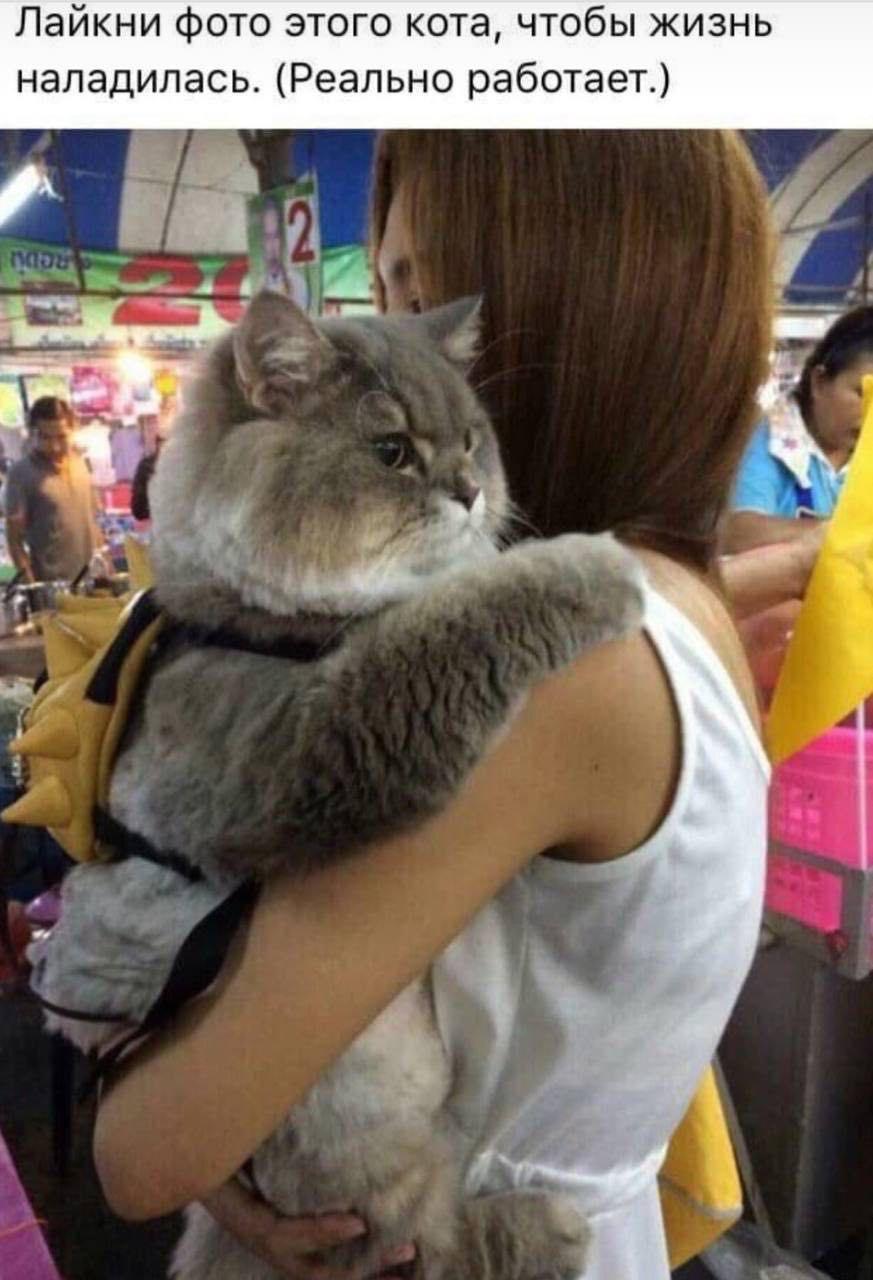 Лайкни фото этого кота, чтобы жизнь наладилась. (Реально работает.)