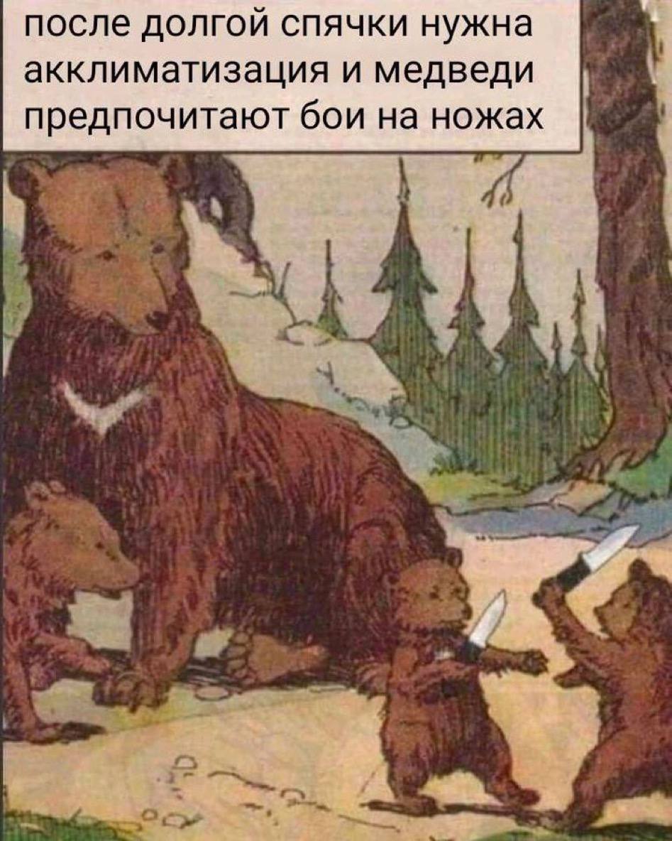 после долгой спячки нужна акклиматизация и медведи предпочитают бои на ножах и.