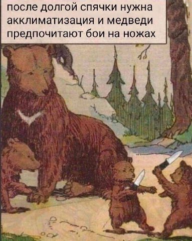 после долгой спячки нужна акклиматизация и медведи предпочитают бои на ножах и.