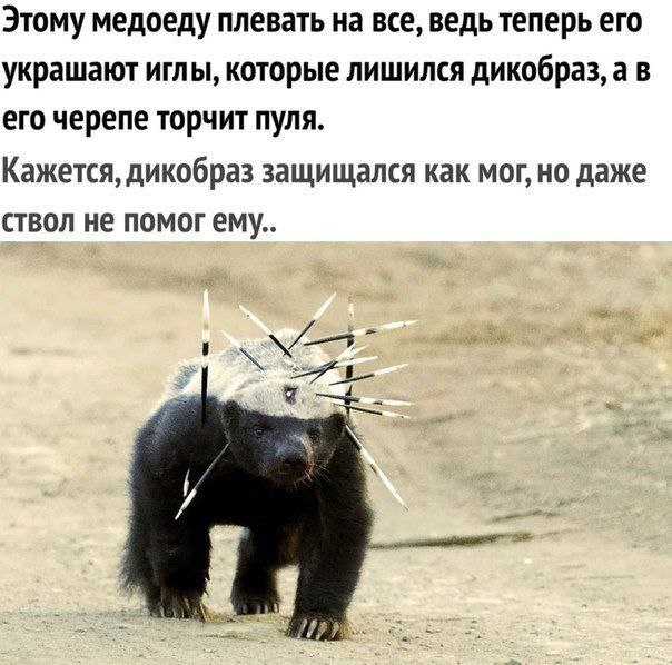Этому медоеду плевать на все, ведь теперь его украшают иглы, которые лишился дикобраз, а в его черепе торчит пуля. Кажется, дикобраз защищался как мог, но даже ствол не помог ему..