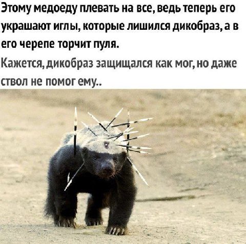 Этому медоеду плевать на все, ведь теперь его украшают иглы, которые лишился дикобраз, а в его черепе торчит пуля. Кажется, дикобраз защищался как мог, но даже ствол не помог ему..