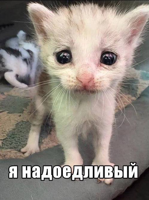 Woo и 3 a i a А мы я надоедливыи toy