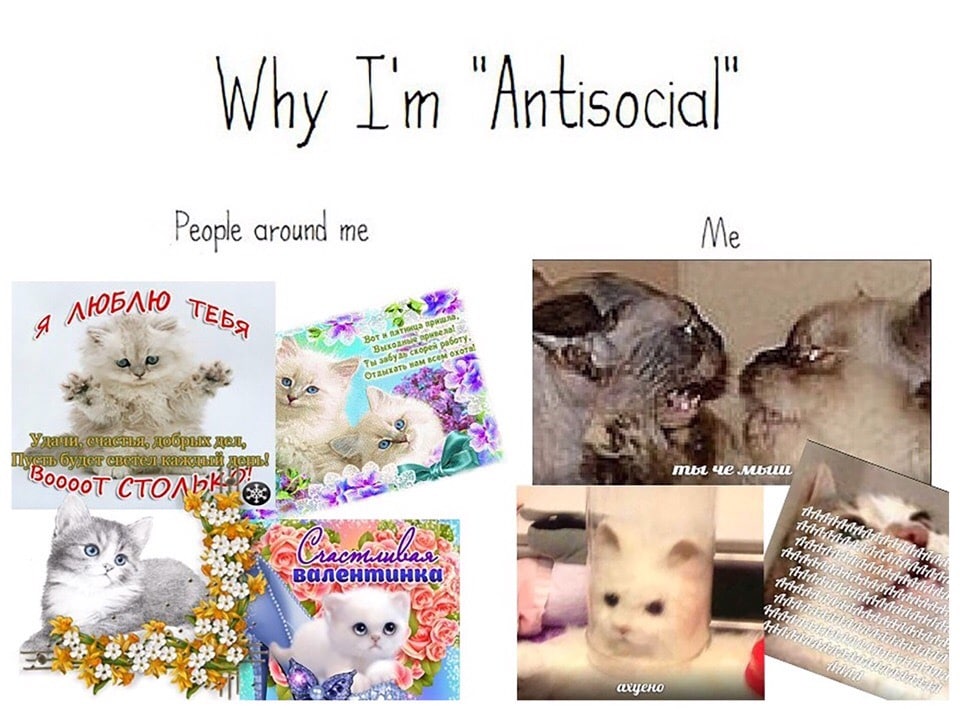 Why Antisocial People around me Me БЛЮ у Bure} че 900 CTO. a> 7 7 2%, 77 47 валентинк 255; 427 №5