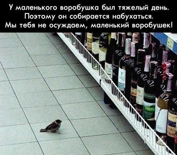 У маленького воробушка был тяжелый день. Поэтому он собирается набухаться. Мы тебя не осуждаем, маленький воробушек! а i