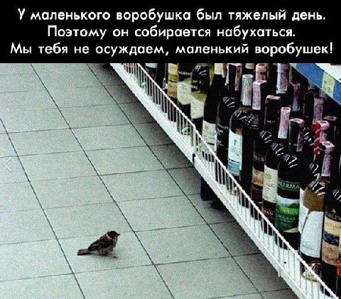 У маленького воробушка был тяжелый день. Поэтому он собирается набухаться. Мы тебя не осуждаем, маленький воробушек! а i