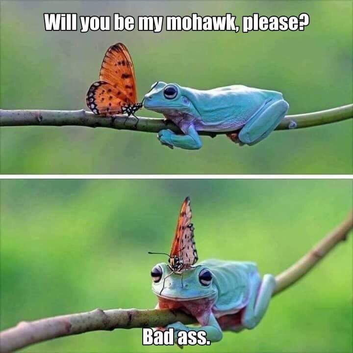 Will you be my mohawk, please? Bad ass.