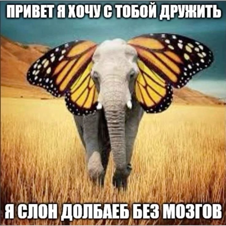 ПРИВЕТ Я ХОЧУ С ТОБОЙ ДРУЖИТЬ Я СЛОН ДОЛЬАЕБ БЕЗ МОЗГОВ