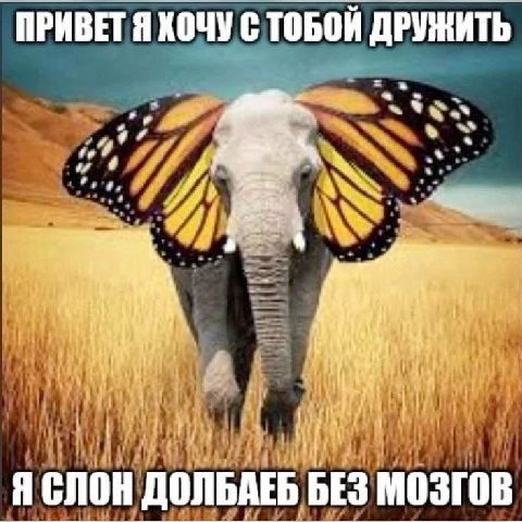 ПРИВЕТ Я ХОЧУ С ТОБОЙ ДРУЖИТЬ Я СЛОН ДОЛЬАЕБ БЕЗ МОЗГОВ