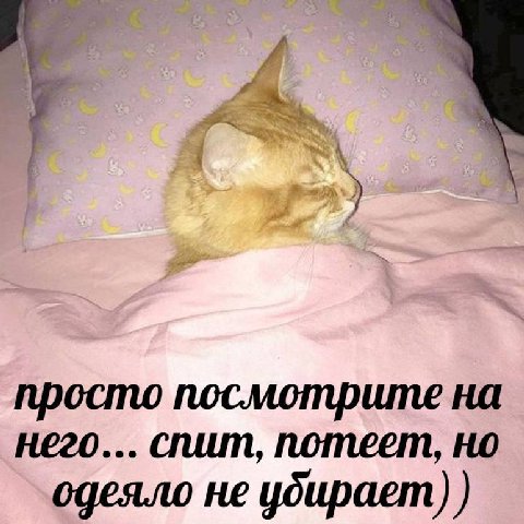 просто посмотрите на него... спит, потеет, но одеяло не убирает)