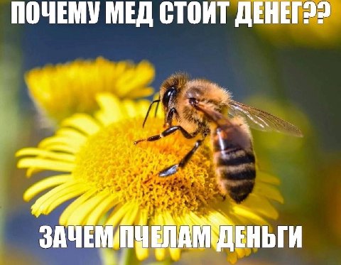 ПОЧЕМУ МЕД СТОИТ