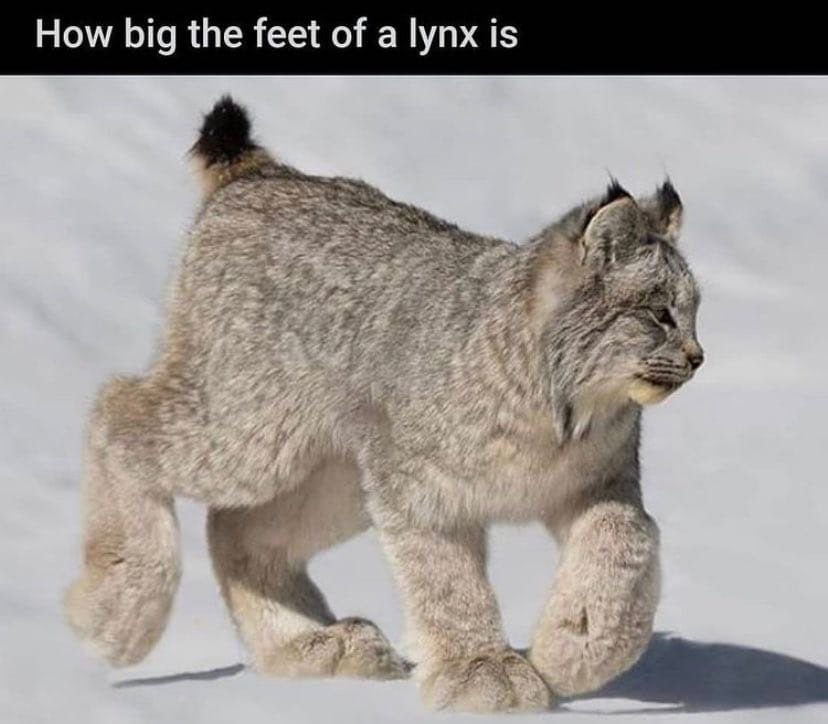 How big the feet of a lynx is