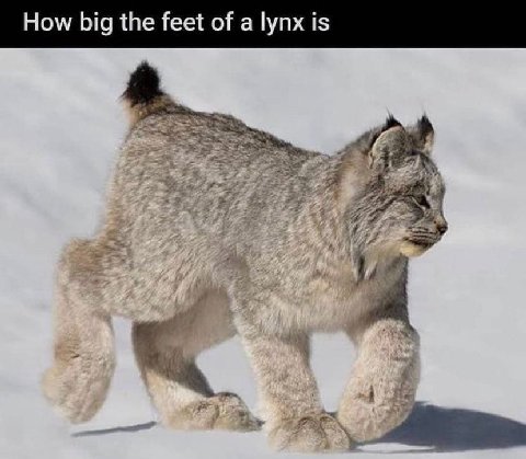 How big the feet of a lynx is