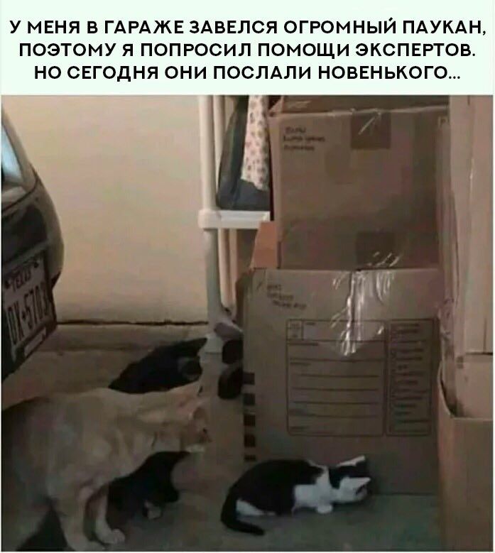 У МЕНЯ В ГАРАЖЕ ЗАВЕЛСЯ ОГРОМНЫЙ ПАУКАН, ПОЭТОМУ Я ПОПРОСИЛ ПОМОЩИ ЭКСПЕРТОВ. НО СЕГОДНЯ ОНИ ПОСЛАЛИ НОВЕНЬКОГО...