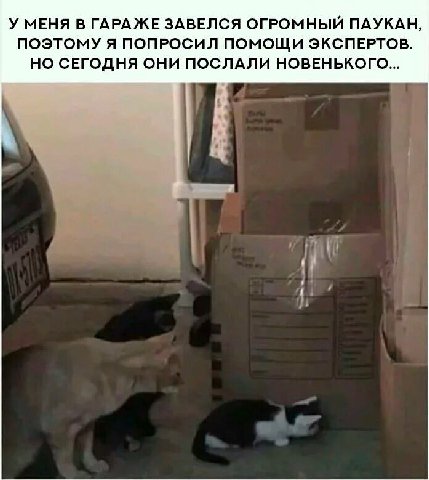 У МЕНЯ В ГАРАЖЕ ЗАВЕЛСЯ ОГРОМНЫЙ ПАУКАН, ПОЭТОМУ Я ПОПРОСИЛ ПОМОЩИ ЭКСПЕРТОВ. НО СЕГОДНЯ ОНИ ПОСЛАЛИ НОВЕНЬКОГО...