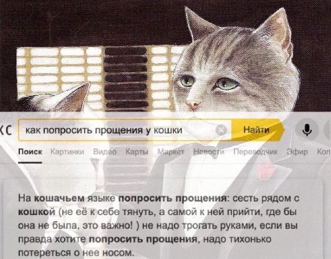 как попросить прощения у кошки Найзи Поиск На кошачьем языке попросить прощения: сесть рядом с кошкой (не её к себе тянуть, а самой к ней прийти, где бы она не была, это важно! не надо трогать руками,