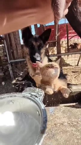 мем