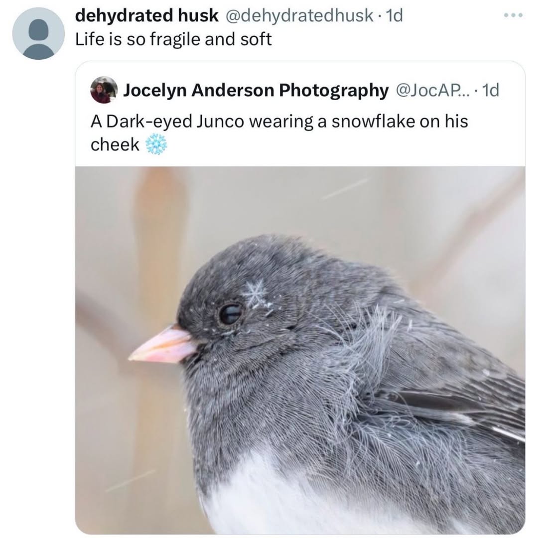 dehydrated husk @dehydratedhusk Life is so fragile and soft Jocelyn Anderson Photography A Dark-eyed Junco wearing a snowflake on his cheek