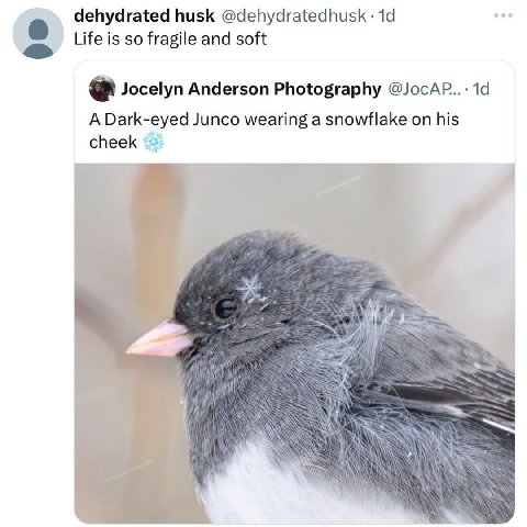 dehydrated husk @dehydratedhusk Life is so fragile and soft Jocelyn Anderson Photography A Dark-eyed Junco wearing a snowflake on his cheek