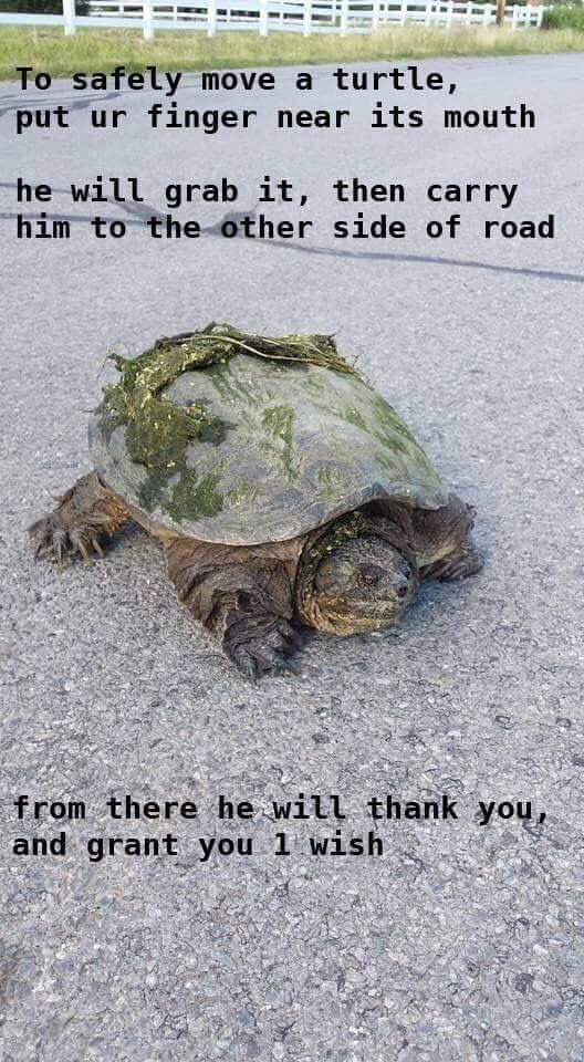 move а turtle, “put finger near its mouth grab it, then carry him to the-other side of road 2% he here he will thank and grant you 1 wish up
