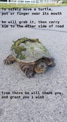move а turtle, “put finger near its mouth grab it, then carry him to the-other side of road 2% he here he will thank and grant you 1 wish up
