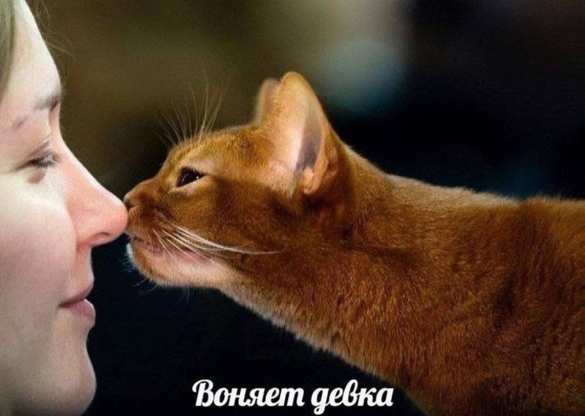 it a Воняет девка