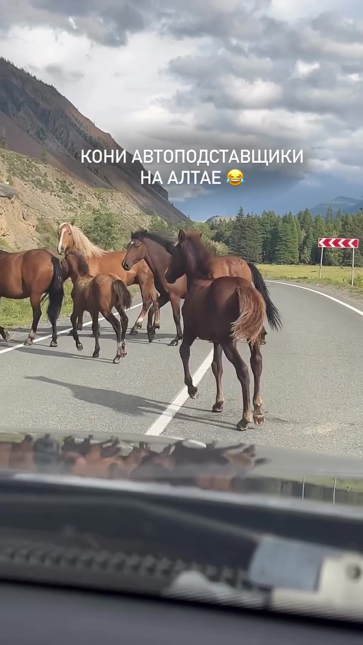 КОНИ АВТОПОДСТАВЩИК} КОНИ АВТО ОДСТАВЩИКИ И АВТОПОДСТАВЩИЮ и ~~ КОНИ АВТОПОД KV