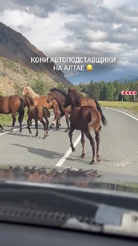 КОНИ АВТОПОДСТАВЩИК} КОНИ АВТО ОДСТАВЩИКИ И АВТОПОДСТАВЩИЮ и ~~ КОНИ АВТОПОД KV