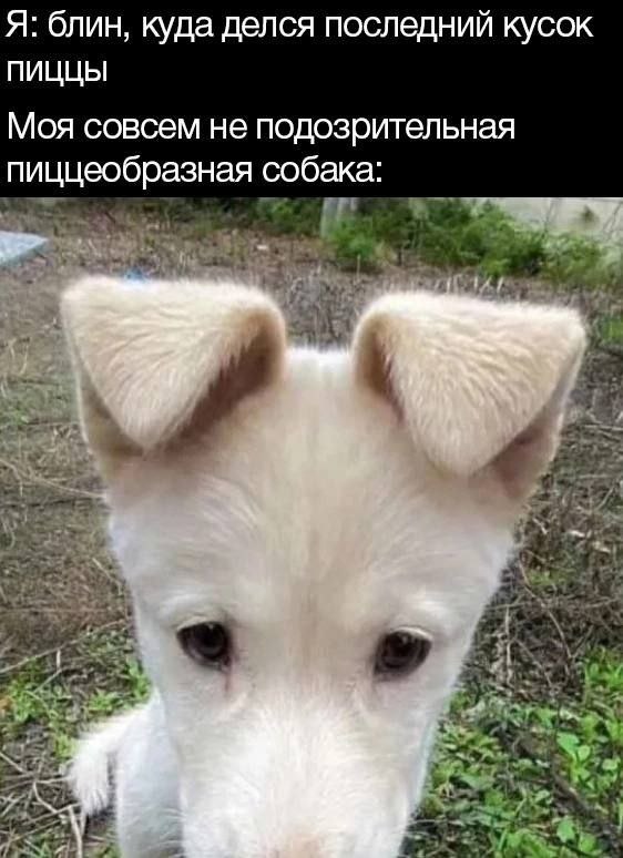 Я: блин, куда делся последний кусок ПИЦЦЫ Моя совсем не подозрительная пиццеобразная собака: