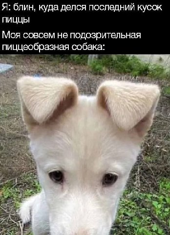 Я: блин, куда делся последний кусок ПИЦЦЫ Моя совсем не подозрительная пиццеобразная собака: