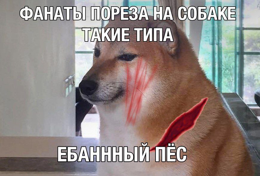 РЕЗА-НА СОБАКЕ ТИПА ЕБАНННЫЙ ПЕС