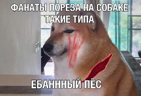 РЕЗА-НА СОБАКЕ ТИПА ЕБАНННЫЙ ПЕС