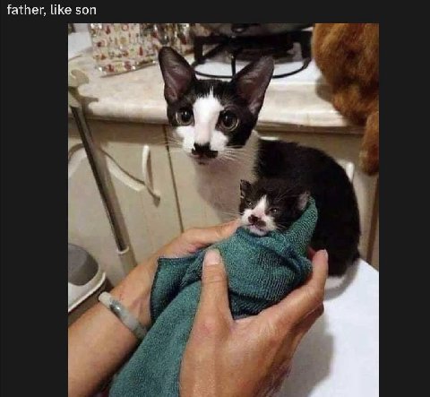father, like son