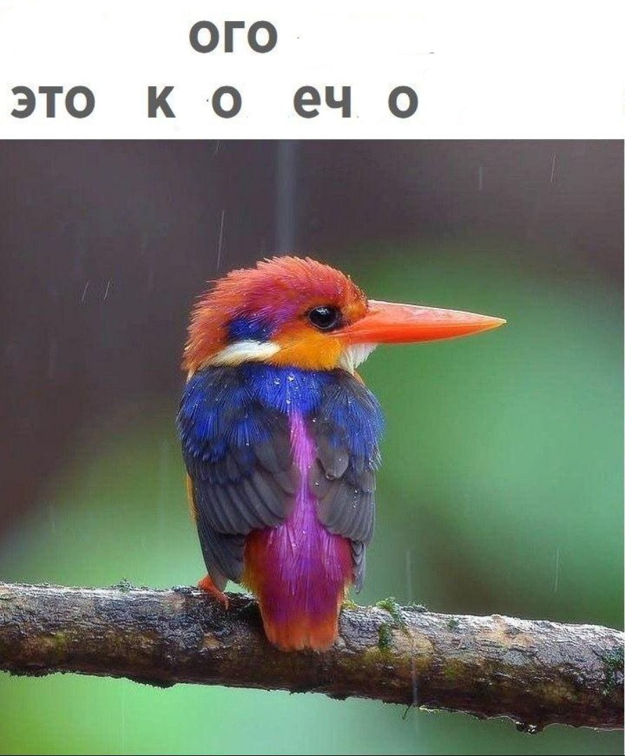 это коео