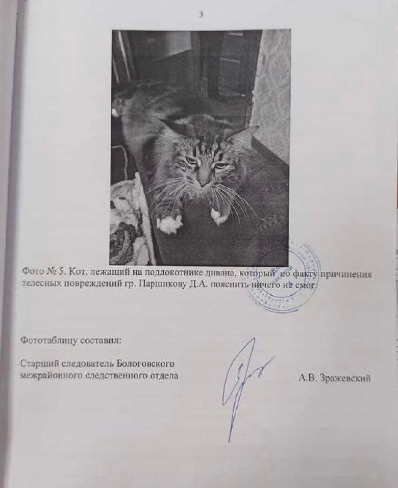 3 43 1 Фото 5. Кот, лежащий на подлокотнике дивана, причинения телесных повреждений Паршикову пояснить ничего He Фототаблицу составил: Старший следователь Бологовского erg межрайонного следственного о