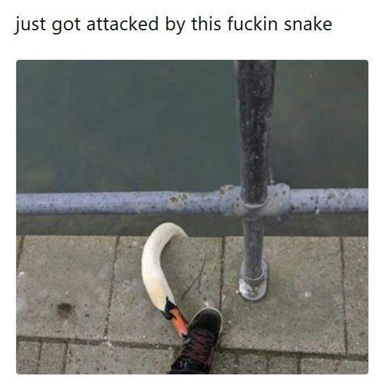 just got attacked this fuckin snake
